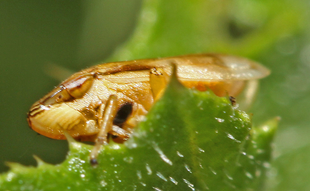 Neophilaenus sachalinensis