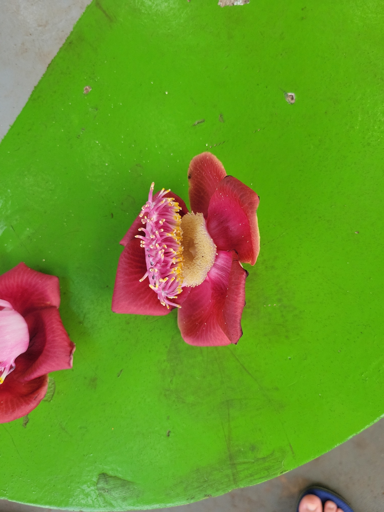 Couroupita guianensis