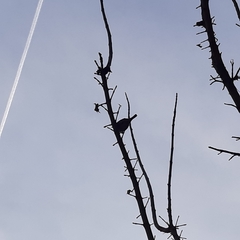 Passer domesticus