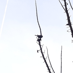 Passer domesticus