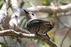 Chrysococcyx lucidus plagosus