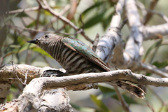 Chrysococcyx lucidus plagosus