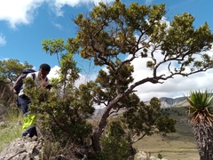Beilschmiedia microphylla