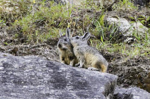Common Moutain Viscacha