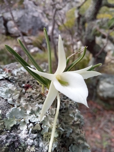 Angraecum rutenbergianum