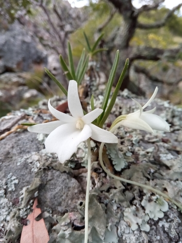 Angraecum rutenbergianum