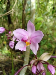 Spathoglottis