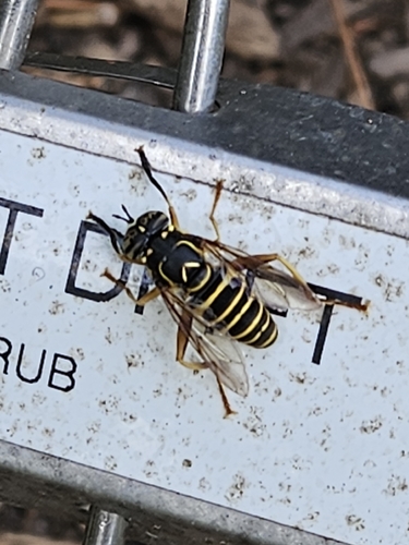 Unknown species found near New Jersey, US