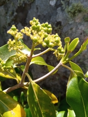 Coptosperma
