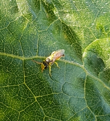 Hylaeus elegans