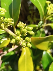 Coptosperma