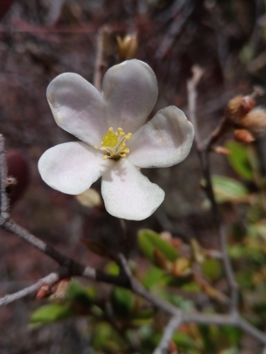 Xerochlamys bojeriana