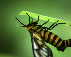 Amata huebneri