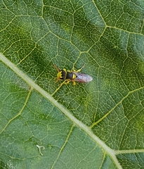 Hylaeus elegans