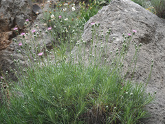 Ptilostemon chamaepeuce