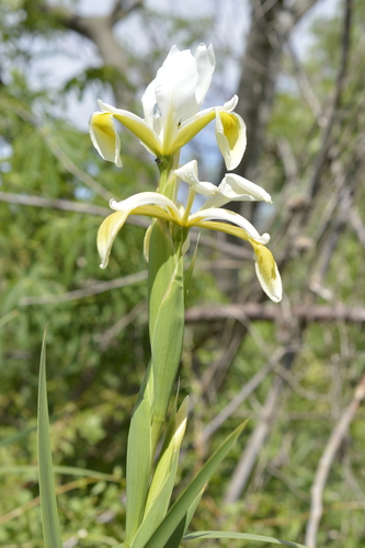 Yellowband Iris (Iris orientalis)