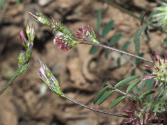 Onobrychis caput-galli