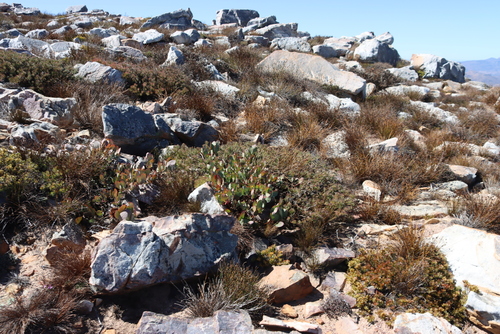 Hidden Sugarbush (Protea recondita)