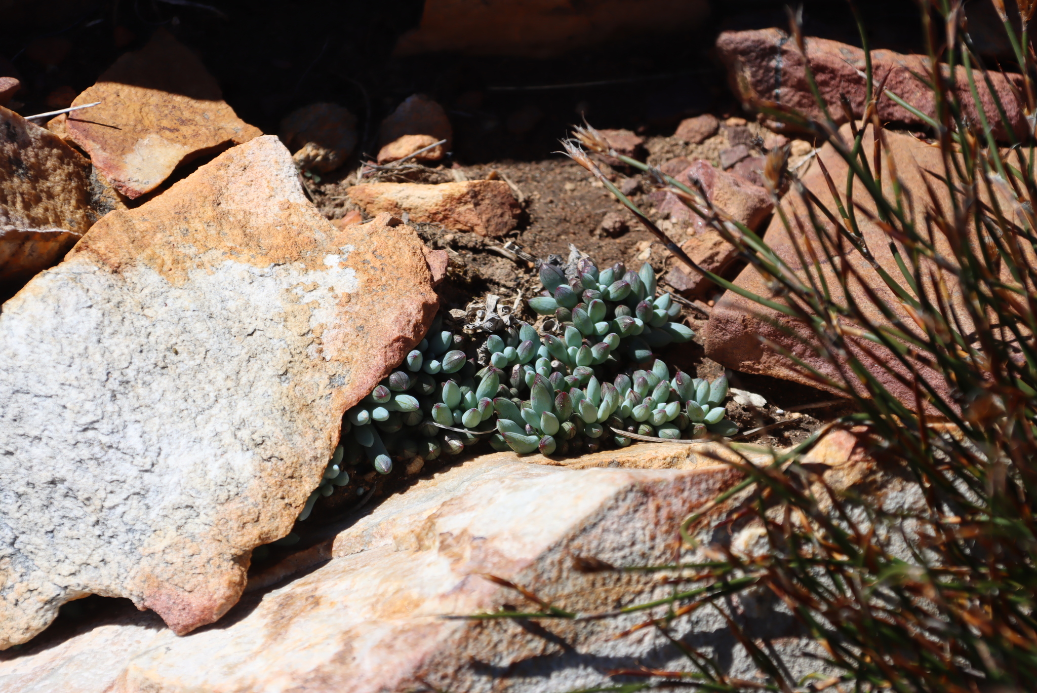 Kleinia Repens (Curio repens)
