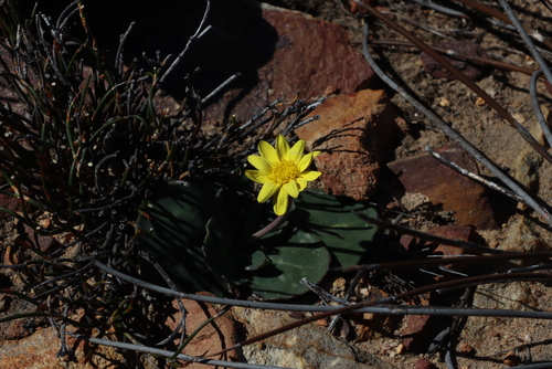 Wild Babooncabbage (Othonna oleracea)