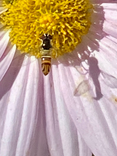 Unknown species found near North Carolina, US