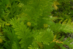 Leptinella plumosa