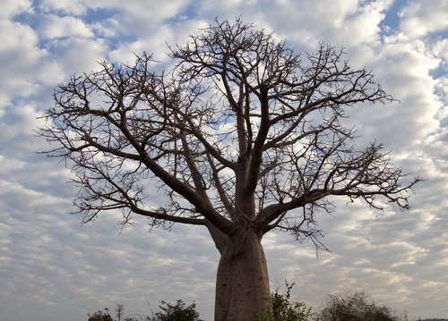 za baobab (Adansonia za)