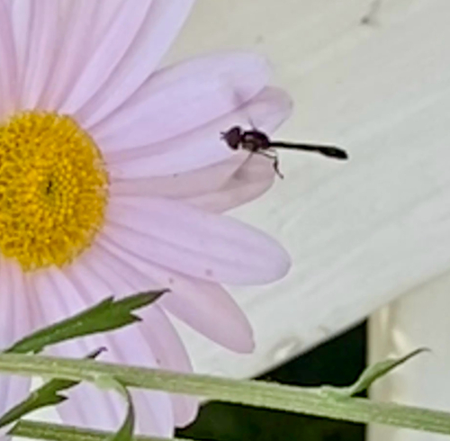 Unknown species found near North Carolina, US