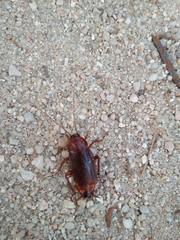 Periplaneta americana