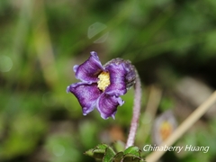 Clematis tsugetorum