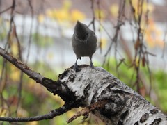Baeolophus inornatus