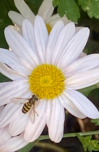 Unknown species found near North Carolina, US