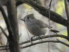 Baeolophus inornatus