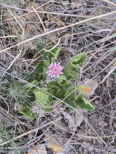 Featherleaf desertpeony (Acourtia runcinata)