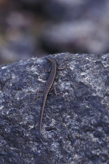 Cryptoblepharus burdeni