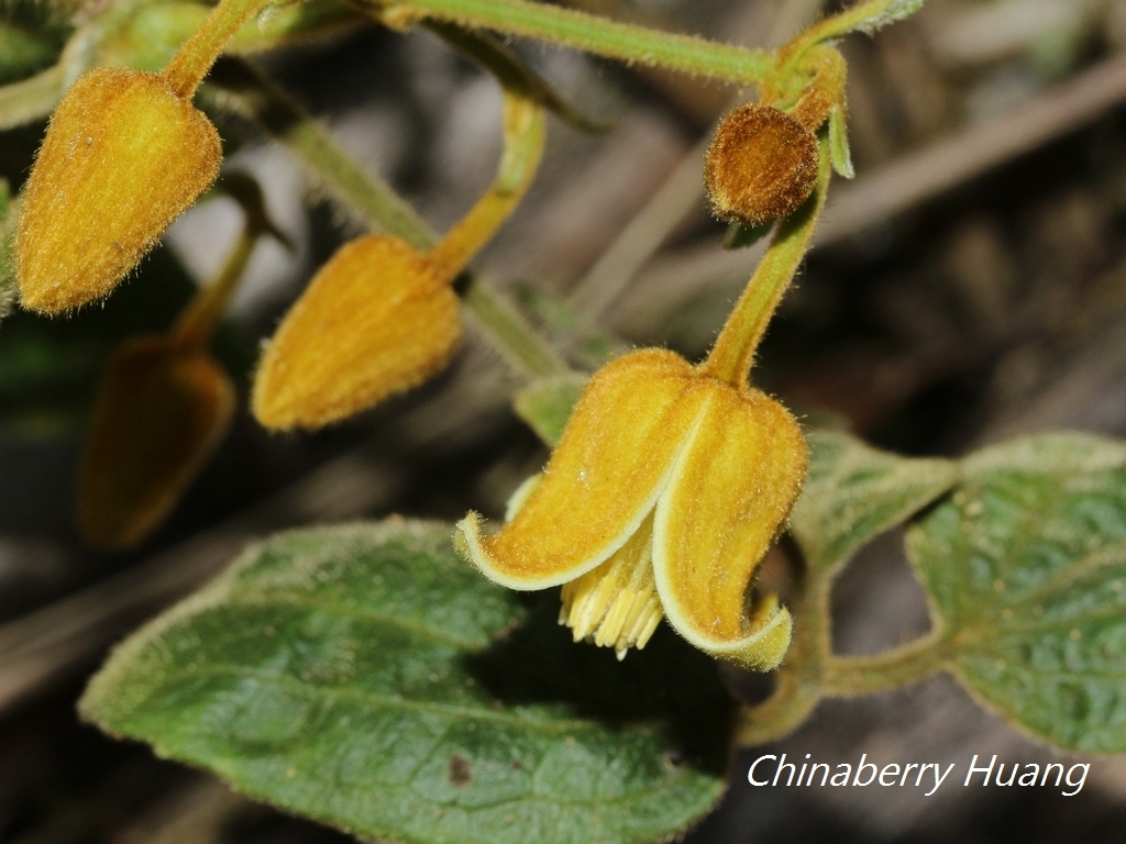 Clematis leschenaultiana (Clematis leschenaultiana)