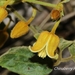 Clematis leschenaultiana - Photo (c) Lijin Huang (紫楝), alguns direitos reservados (CC BY-NC), uploaded by Lijin Huang (紫楝)