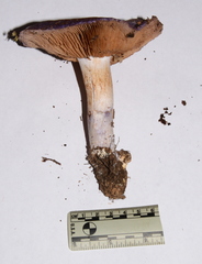 Cortinarius subfoetidus