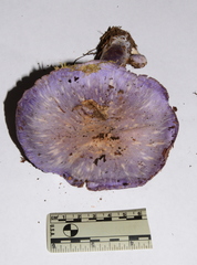 Cortinarius subfoetidus