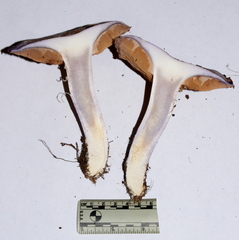 Cortinarius subfoetidus