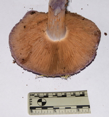 Cortinarius subfoetidus