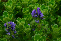 Veronica benthamii