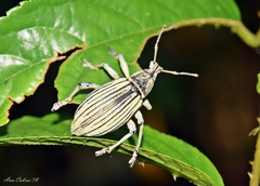 Celebia