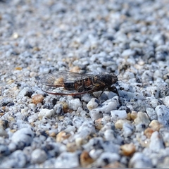 Yoyetta landsboroughi