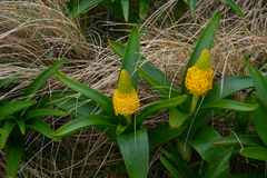 Bulbinella rossii