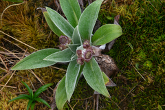 Pleurophyllum hookeri