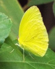 Pyrisitia dina westwoodi