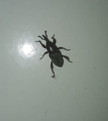 Cosmopolites sordidus