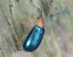 Paragetocera involuta