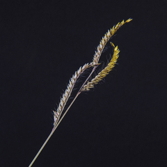Urochloa mosambicensis